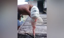 Indonésie : un bébé requin "cyclope" retrouvé par des pêcheurs 