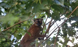 Maki de Mayotte