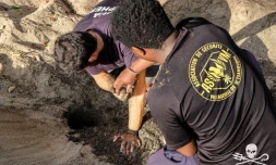 oeufs de tortues braconnés à Mayotte