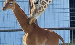 Une girafe naît sans tache dans un zoo aux États-Unis, un cas très rare [?]
