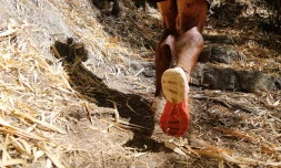 Trail