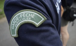 Pêche