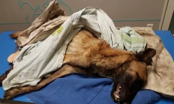 Un chiot de six mois retrouvé agonisant devant la porte de ses propriétaires