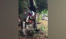 arbres abattus forêt de casabona saint pierre qg zazalé