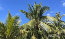 soleil ciel bleu et cocotiers