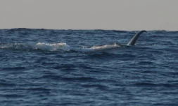 Cinq cachalots en balade au large de La Réunion [