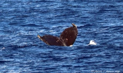 baleines et dauphin observé à saint-gilles juin 2022