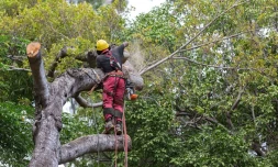 abattage d\'un ficus au jardin de l\'Etat