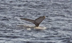 baleine Ă  bosse globice