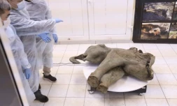 Photo prise et diffusée par l'Université fédérale du Nord-Est le 23 décembre 2024 montrant la carcasse d'un bébé mammouth, dont l'âge est estimé à plus de 50 000 ans, lors de sa présentation à Iakoutsk, en Russie ( l'Université fédérale du Nord-Est à Iakoutsk / Michil Yakovlev )