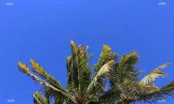 météo réunion 