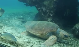 Kelonia : India la tortue caouanne semble bien installée au Pakistan