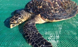 Une tortue verte découverte en baie de St Paul