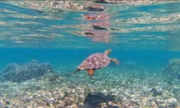 La Saline-les-bains : une tortue imbriquée dans le lagon