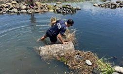Fermeture de la pêche aux bichiques : 9 rivières contrôlées simultanément, une infraction constatée