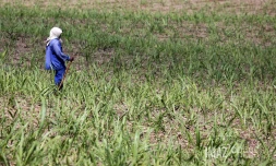 engrais canne Ă sucre