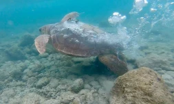La tortue Curieuse poursuit sa migration équipée de sa balise