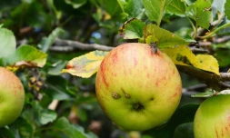Mouche fruits 
