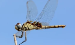 Étang Saint-Paul, libellule, Urothemis edwardsii, nouvelle espèce
