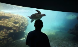 Tortues Kélonia