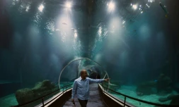 Le 13 octobre 2016 à Rio, le biologiste marin Marcelo Szpilman, concepteur de cette nouvelle attraction baptisée AquaRio, plus grand aquarium d'Amérique du sud, qui ouvrira ses portes le 9 novembre.