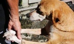 chiens 