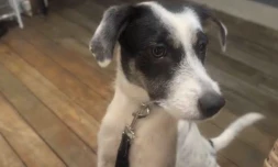 La Possession : appel à l’aide pour retrouver Domi, une chienne tombé sur le sentier de Deux Bras