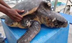 Tortue sauvée 
