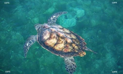 Tortue parrainage 