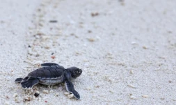 Tortue Saint-Paul 