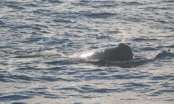 Fait rare, une dizaine de cachalots observés au large de La Possession