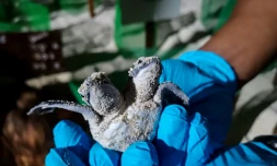 tortue, deux têtes, Malaisie, découverte, AFP