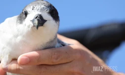 lâcher de pétrels 2023