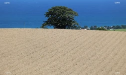 fin de coupe de canne