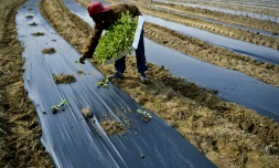 Un détenu plante des légumes dans la prison de Leiria, le 8 avril 2016