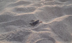 Tortues Kélonia