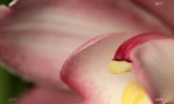 Salon Flore et Halle