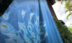 Oeuvres Cyanotypes collégiens jardin botanique