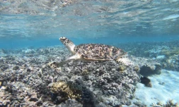 Kélonia jeune tortue Woody imbriquée relâchée L'Etang-Salé
