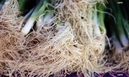 Marché forain du Port - jeudi 13 décembre 2018