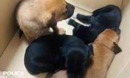 Saint-Denis : des chiots sauvés dans le quartier du Chaudron