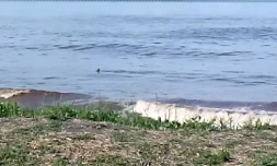 Requin Saint-Benoît