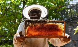 Le Port : les abeilles sentinelles sont à l'honneur