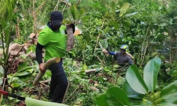 Espèces Exotiques Envahissantes : Saint-Joseph lutte contre l’arbre-pieuvre