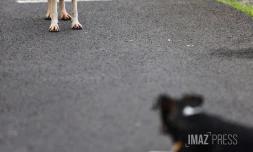 chien errant