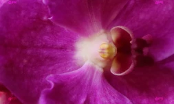 salon Flore et halle