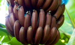 Banane rouge 