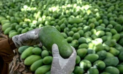 Un ouvrier vérifie la qualité des mangues dans un verger de la ville d'Hyderabad, le 4 juin 2026 dans la province du Sindh, au Pakistan