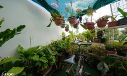 Le Port : visite des jardins et balcon fleuris de la commune