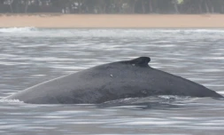 Globice : une quatrième baleine à bosse équipée de balise Argos